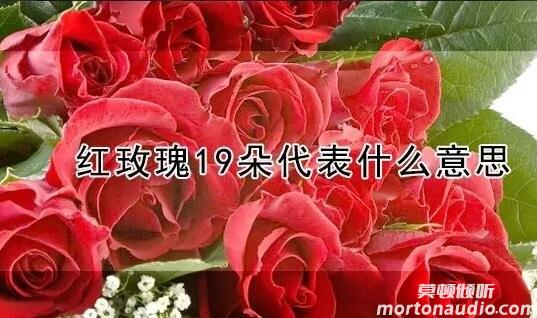 19朵玫瑰代表什么意思